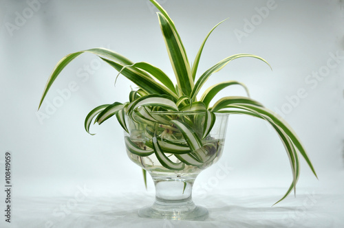vase rooting chlorophyta