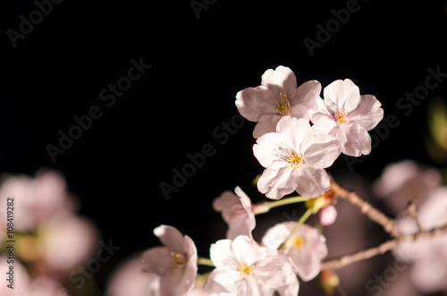 広島の夜桜