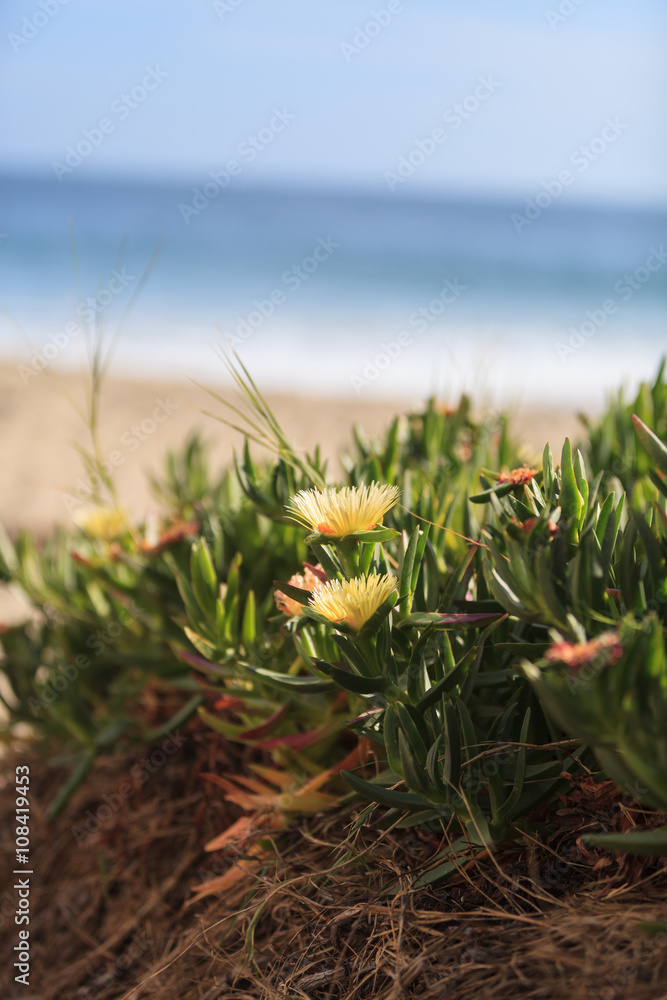 Ice Plant Succulent Carpobrotus Edulis Creeping Ground Cover On Beach Sand In The Spring In Southern California With The Ocean In The Background Stock Photo Adobe Stock Ice Plant Succulent Carpobrotus Edulis Creeping Ground Cover On Beach Sand In The Spring In Southern California With The Ocean In The Background Stock Photo Adobe Stock