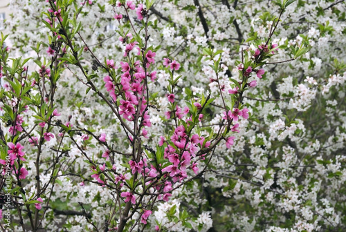 Wallpaper Mural Spring flowering of fruit trees Torontodigital.ca