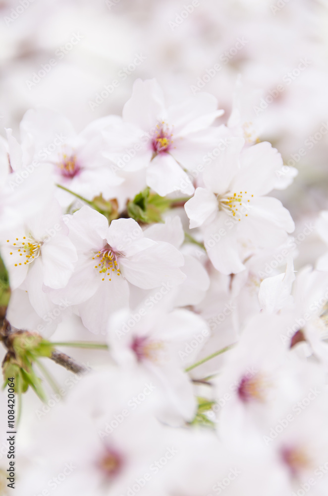 広島の桜
