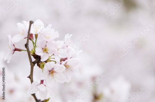 広島の桜 