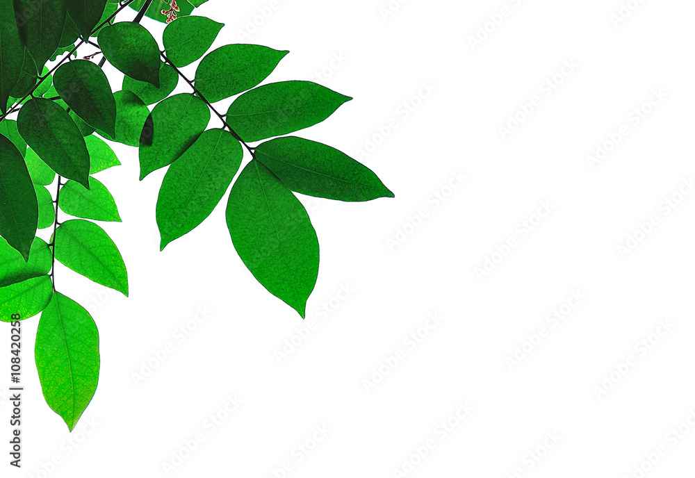 leaves close up on background