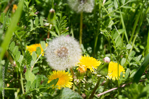 Dandelion flowers and seeds