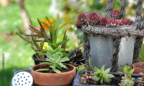 collection de plantes grasses dans pots