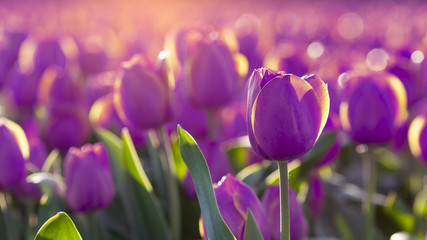 Wandcirkels Tulp Paarse tulpen in zacht zonlicht  © LAFORET Aurélien