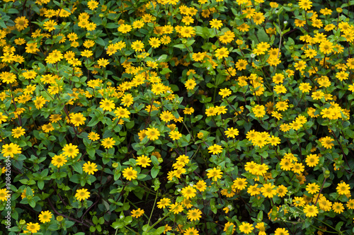 small yellow flowers with green leaves