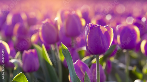 Fototapeta Naklejka Na Ścianę i Meble -  Purple tulips field in sunlight