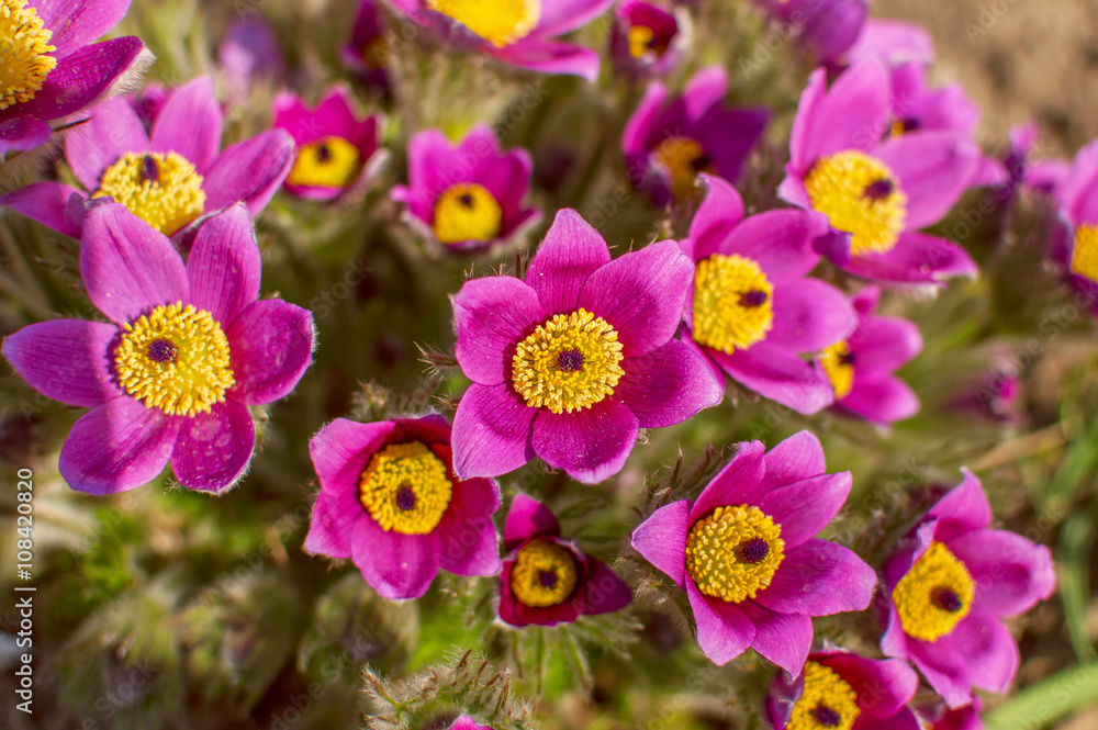 Obraz premium розовый цветок сон трава