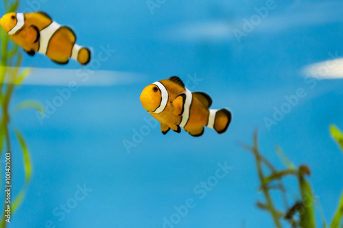 Clown Fish Underwater