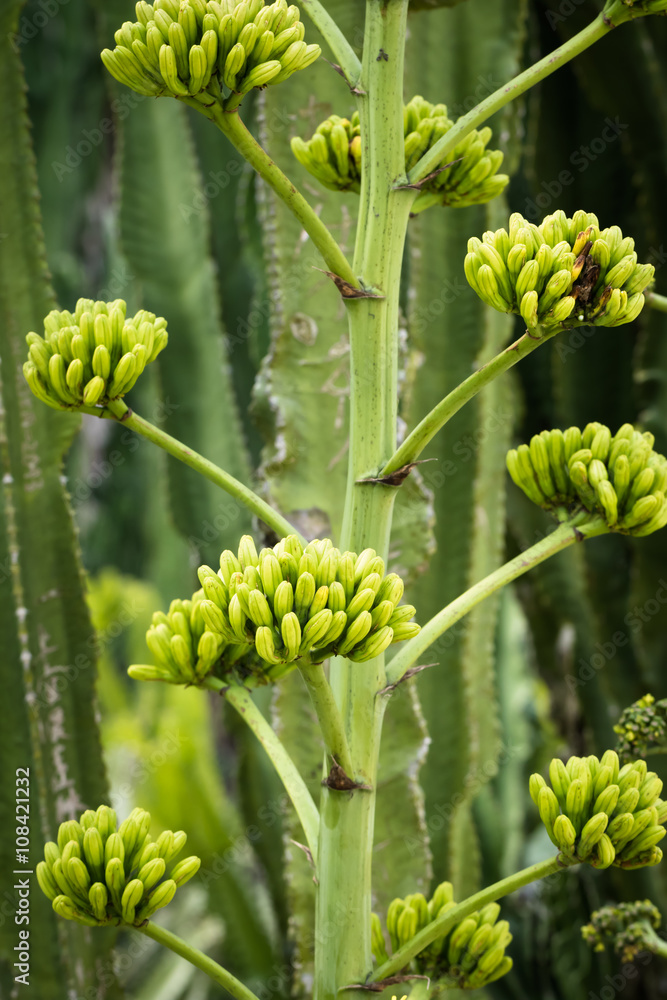 This is a photo of some kinds of succulent flower, was taken in Xiamen botanical garden, China. This is a photo of some kinds of succulent flower, was taken in Xiamen botanical garden, China.