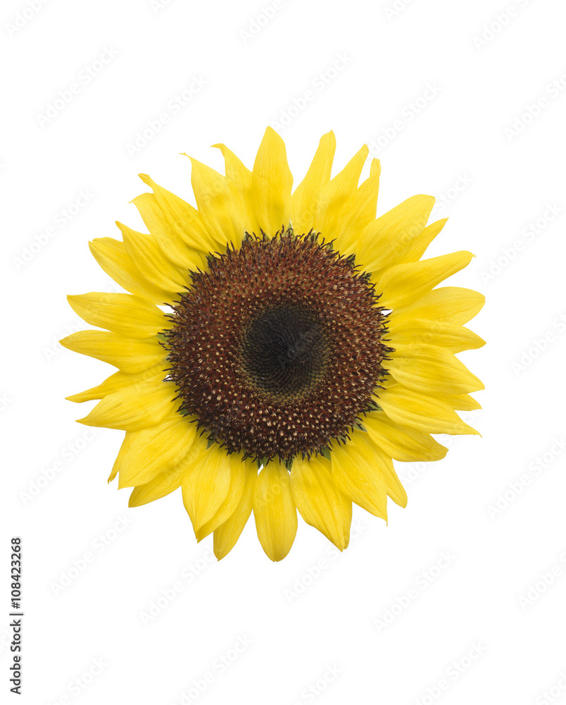 Fototapeta premium ひまわりの花