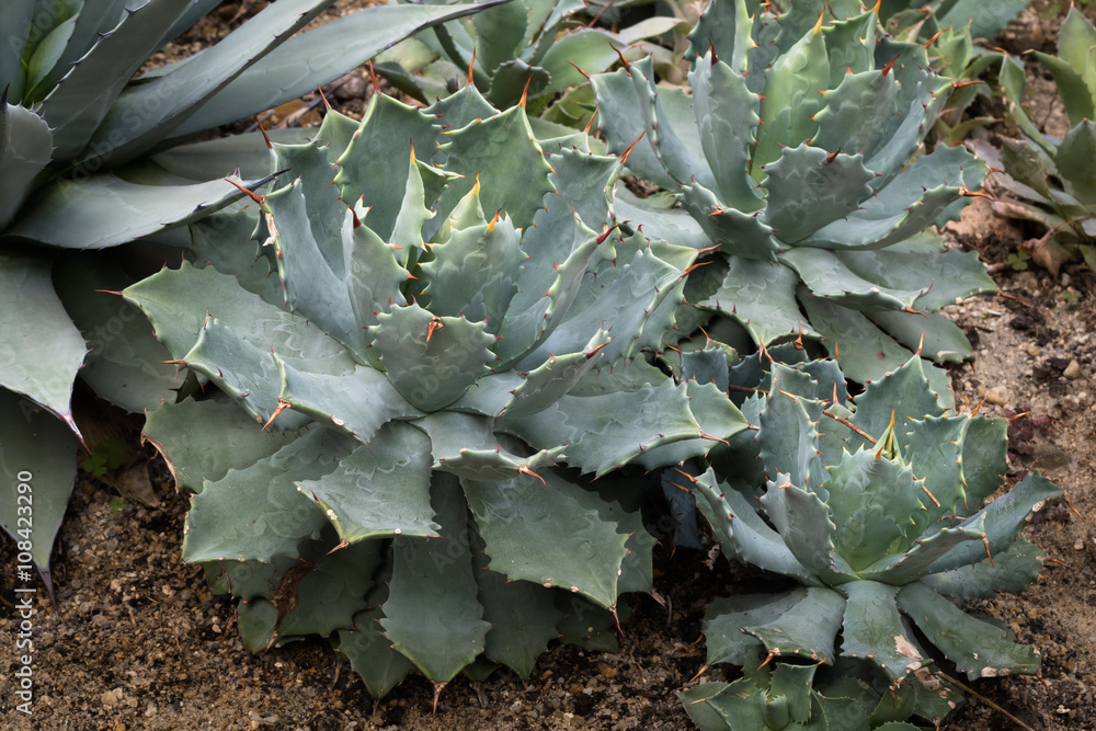 Fototapeta premium This is a photo of some kinds of succulent, was taken in Xiamen botanical garden, China.