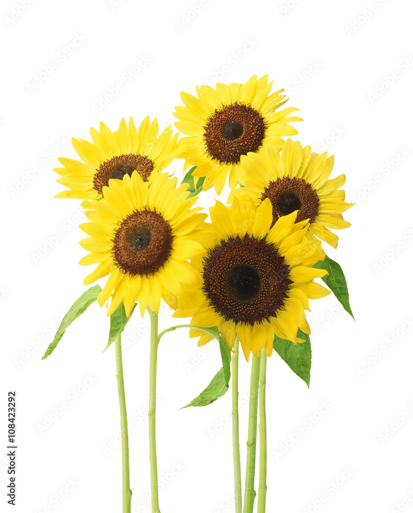 Obraz premium ひまわりの花