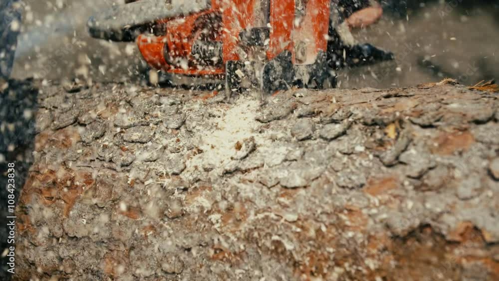 wood cutting machine board log in a sawmill wood cutting machine board log in a sawmill