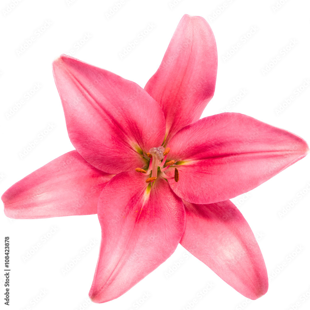 Blooming pink lily