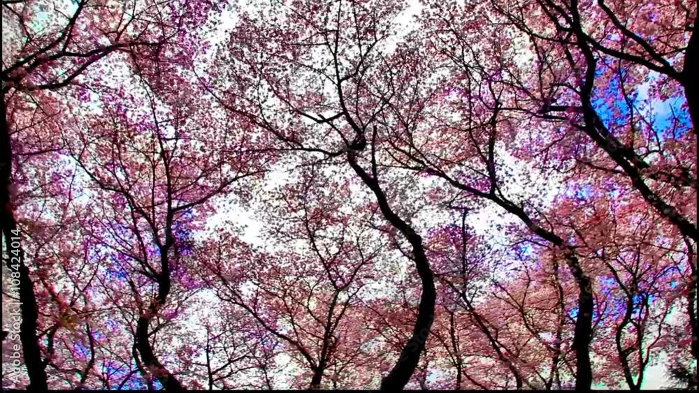 桜並木の左回転 桜並木の左回転