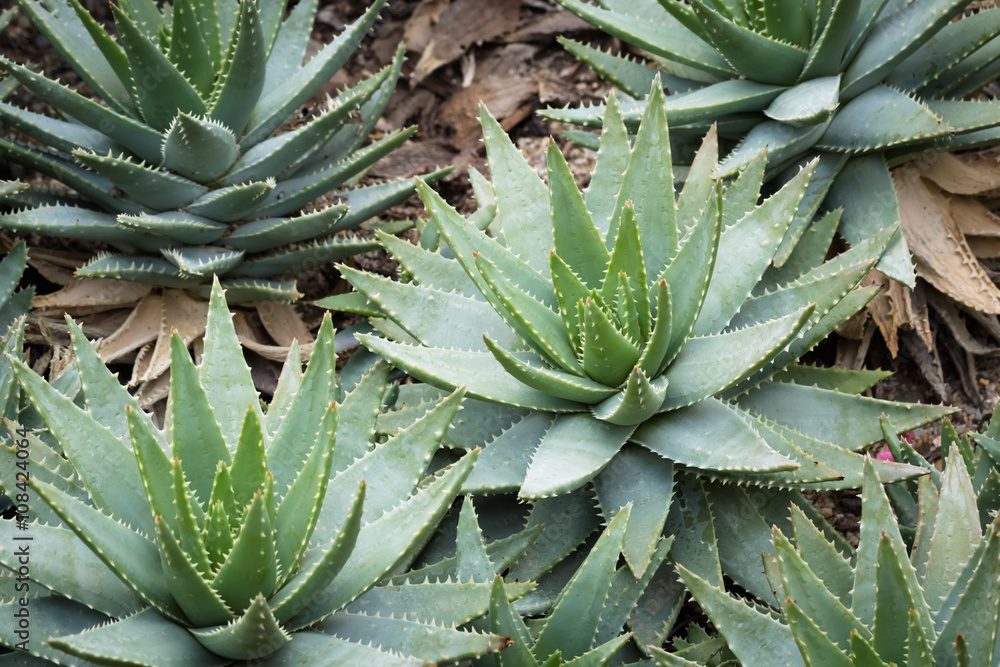 This is a photo of some kinds of succulent, was taken in Xiamen botanical garden, China. This is a photo of some kinds of succulent, was taken in Xiamen botanical garden, China.