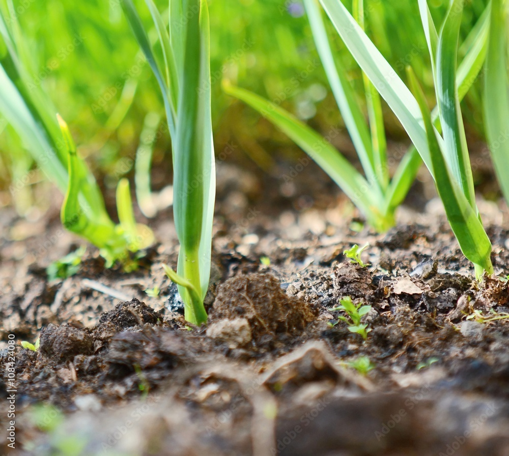 Young green garlic seedlings growing at spring time from earth. Garlic seedlings. Green garlic. Garlic in garden. Garlic plantation. Growing garlic. Garlic closeup. Garlic plant. Young green garlic seedlings growing at spring time from earth. Garlic seedlings. Green garlic. Garlic in garden. Garlic plantation. Growing garlic. Garlic closeup. Garlic plant.