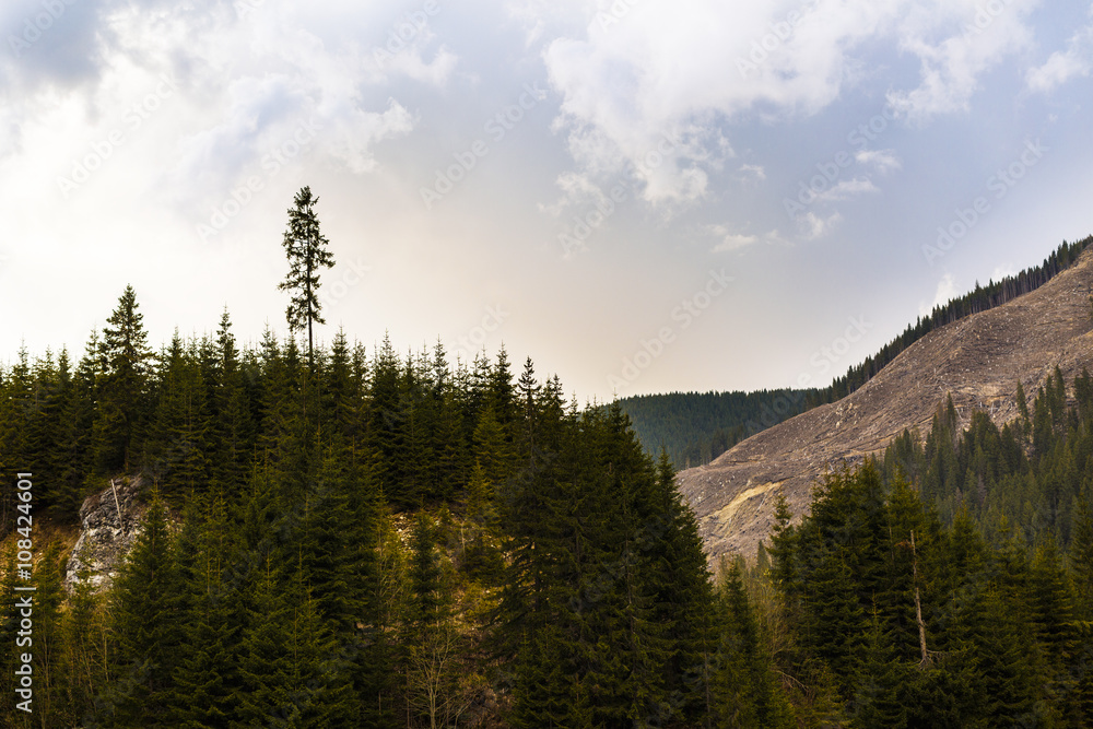 Deforestation in Romania, in an abusive way, cutting down whole Deforestation in Romania, in an abusive way, cutting down whole
