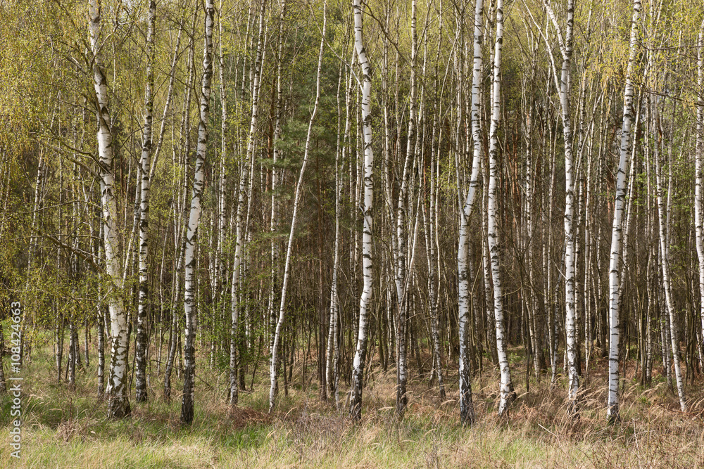 Fototapeta premium Birkenwald