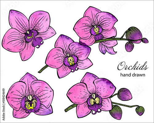 Vector set of hand drawn orchid branches with flowers.