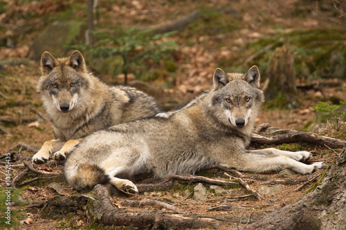 Fototapeta osłony wilk obszar chronionego krajobrazu