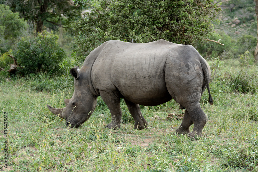 White rhinoceros grazing as he moves through a clearing in the bush White rhinoceros grazing as he moves through a clearing in the bush
