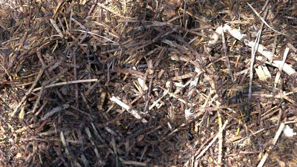 Ameisenhaufen im Wald mit regem Treiben Ameisenhaufen im Wald mit regem Treiben