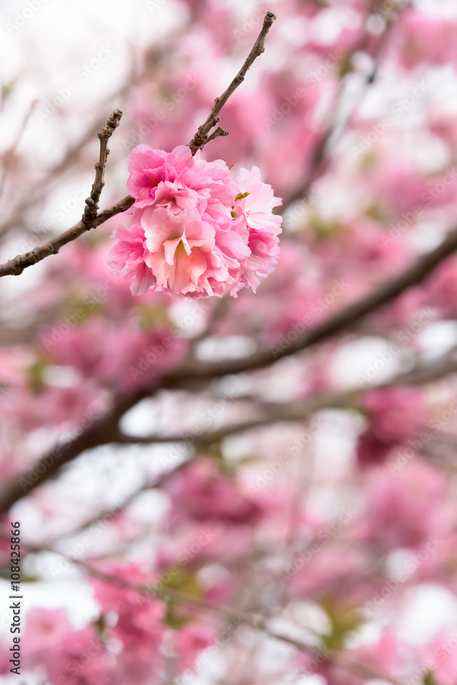Obraz premium Double cherry blossoms
