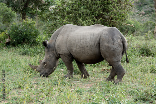 White rhinoceros grazing as he moves through a clearing in the bush