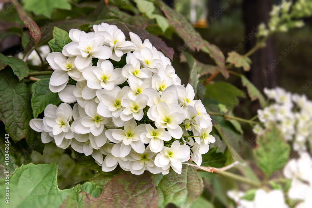 White Hydrangea
White Hydrangea
