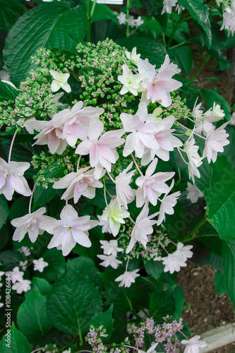Lacecap hydrangea
