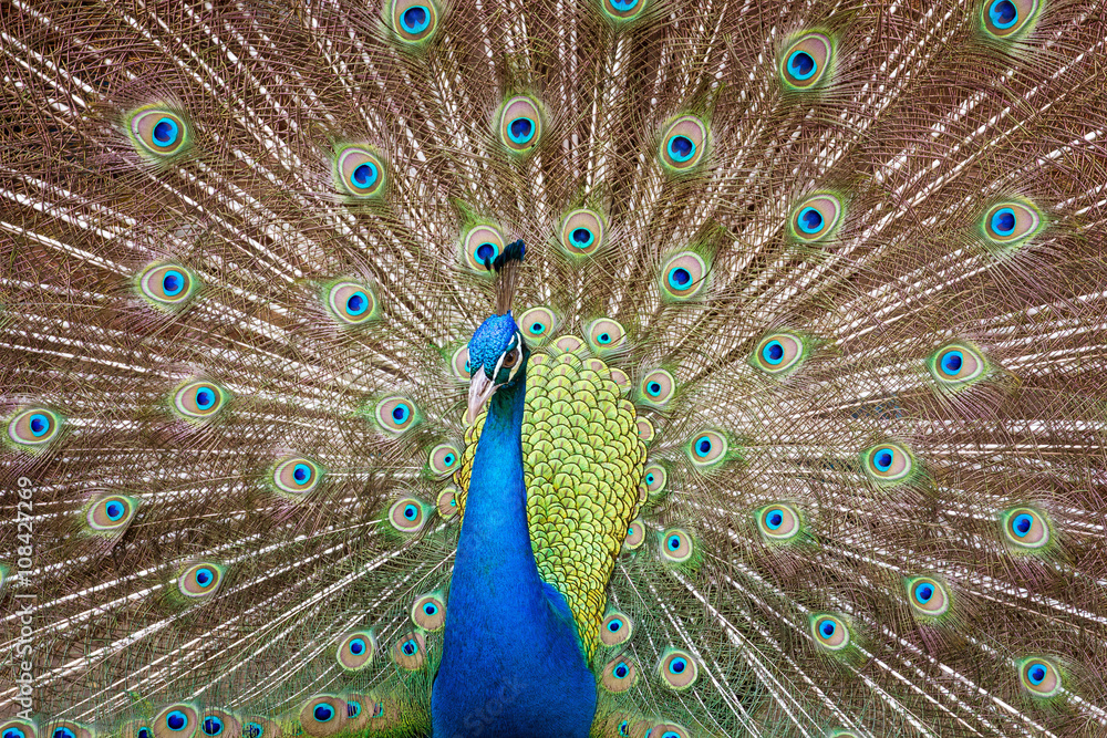 Obraz premium Peacock with Feathers Out