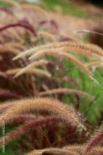 Foxtail weed grass flowers, Nature blurred background.