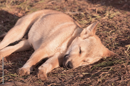 puppy dog sleeping on ground and morning sunlight © happystock