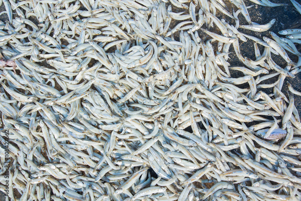 Small salted fish dried under the sunlight Small salted fish dried under the sunlight