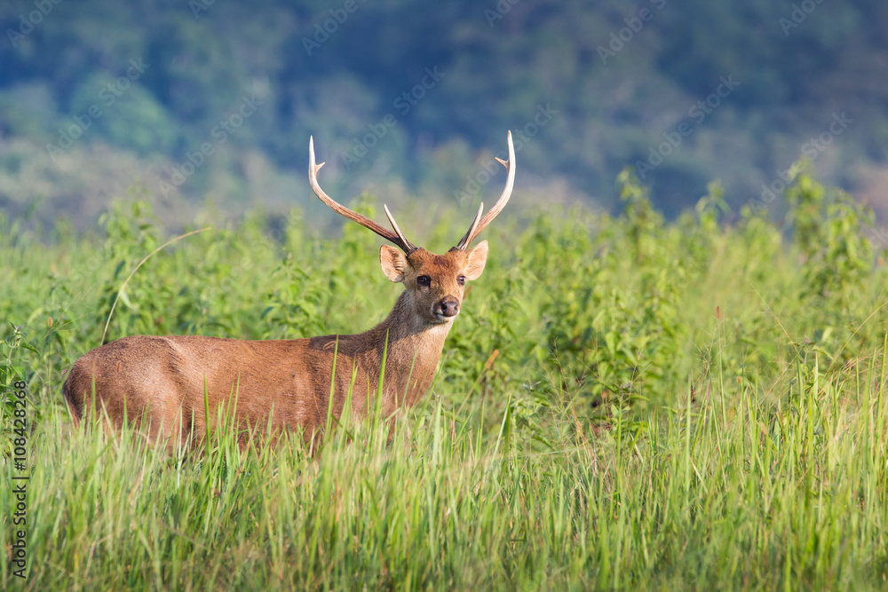 Fototapeta premium hog deer