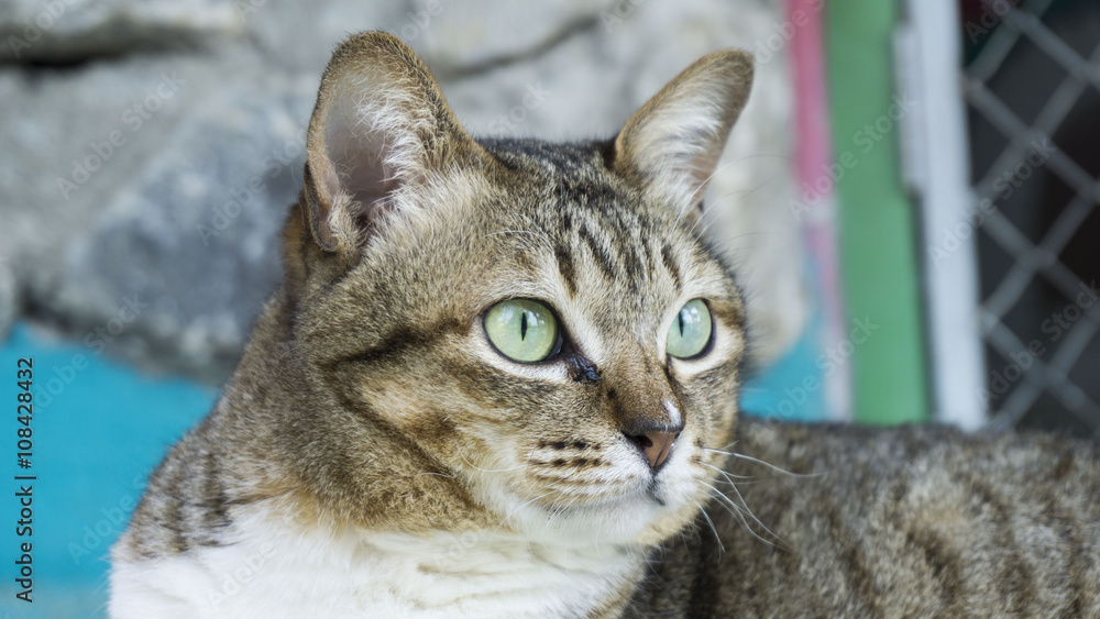Fototapeta premium Close up and focus on cat face, Ginger cat