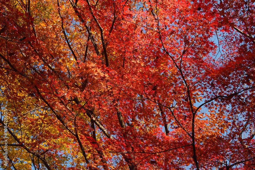 japanese maple leaves in autumn season