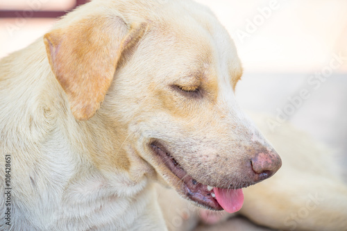 white dog close up (Thai dog)