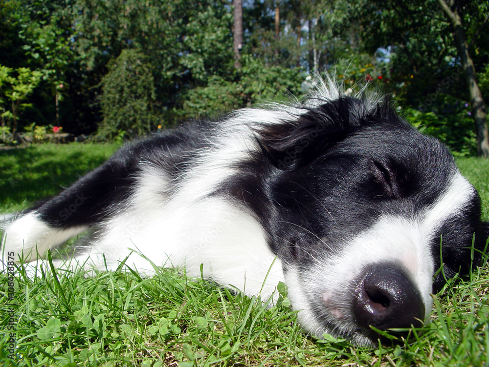 Border Collie