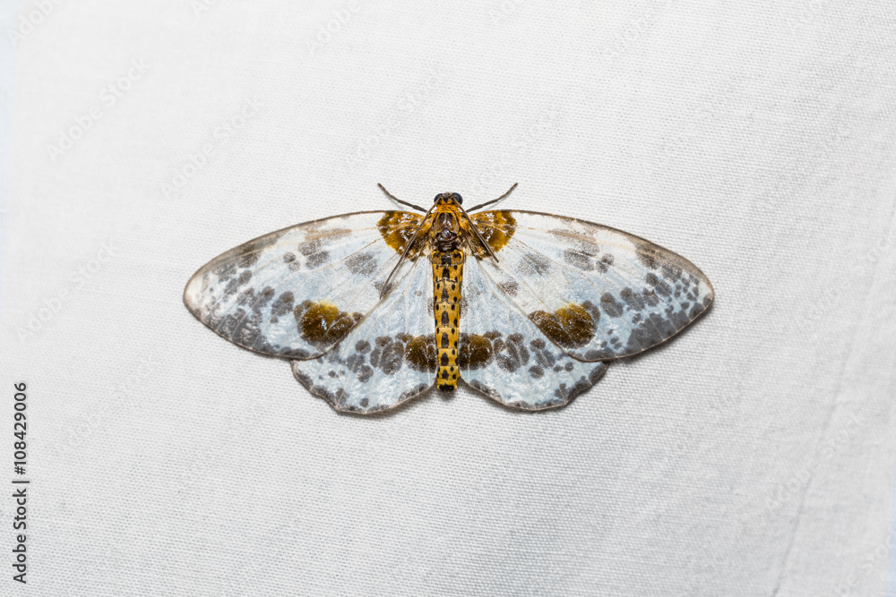 Fototapeta premium Ćma Abraxas lugubris na białym ekranie