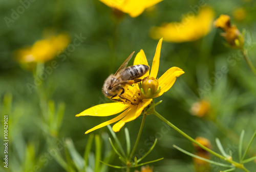 Biene beim Nektar sammeln auf einer gelben Blüte
