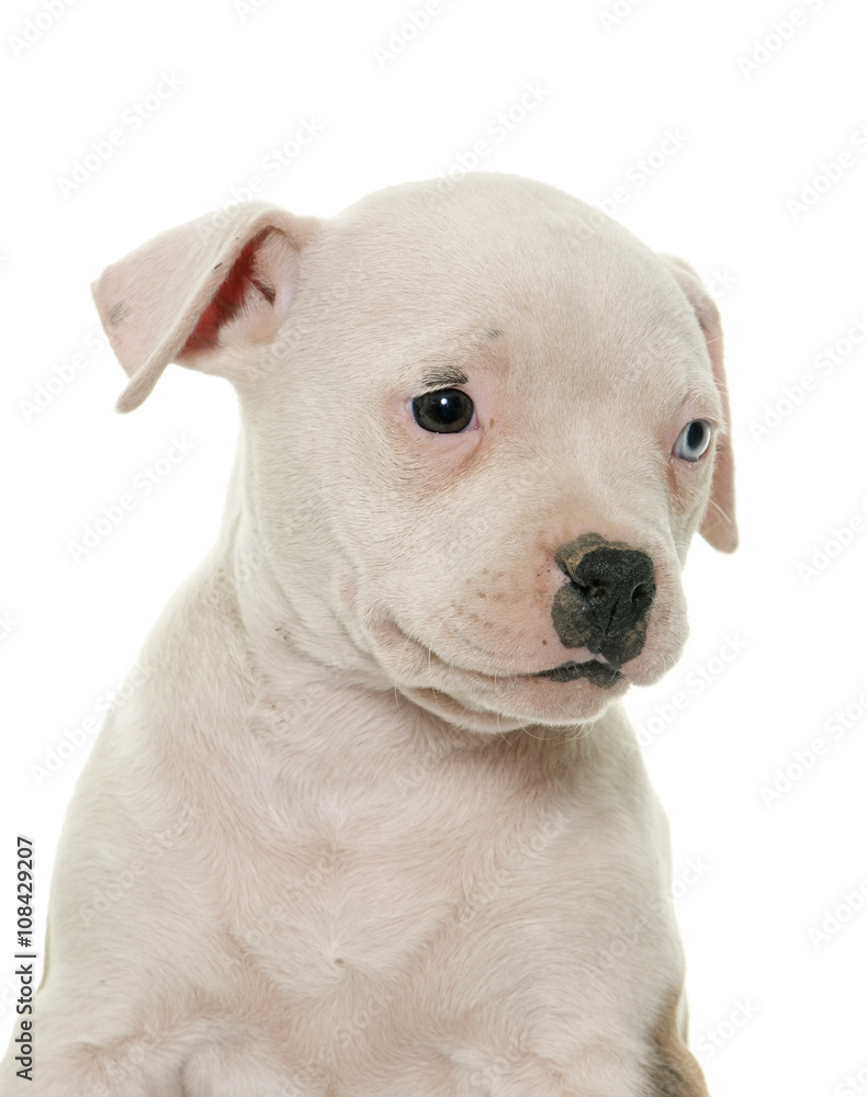 puppy american bulldog