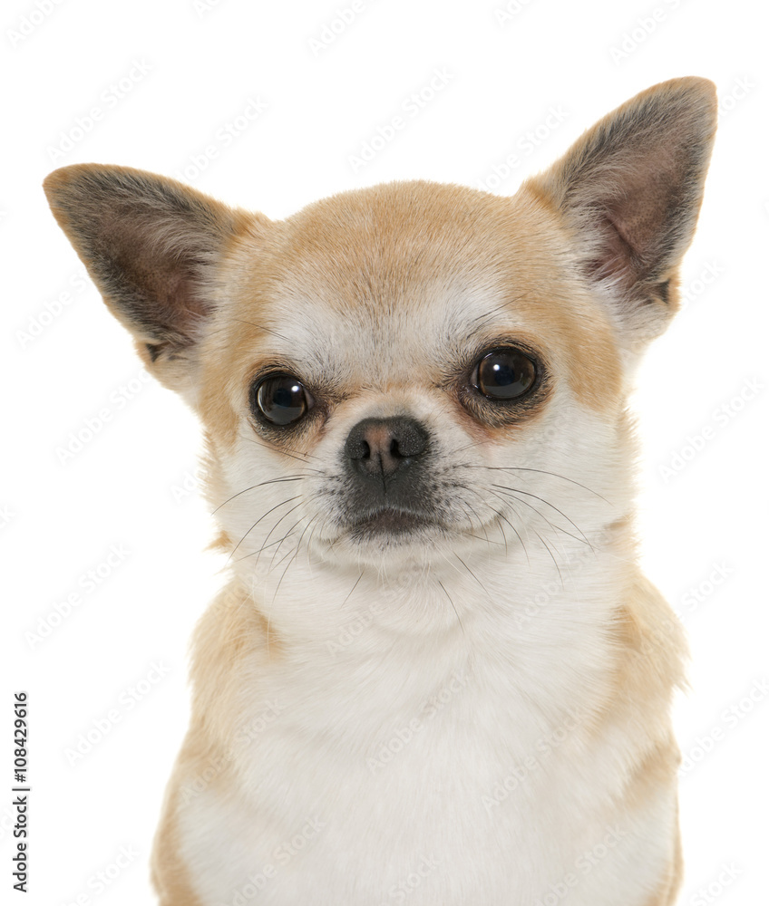 Obraz premium chihuahua in studio