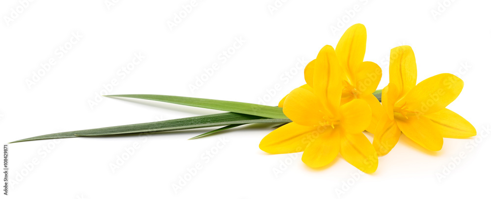 Fototapeta premium Three yellow flowers.