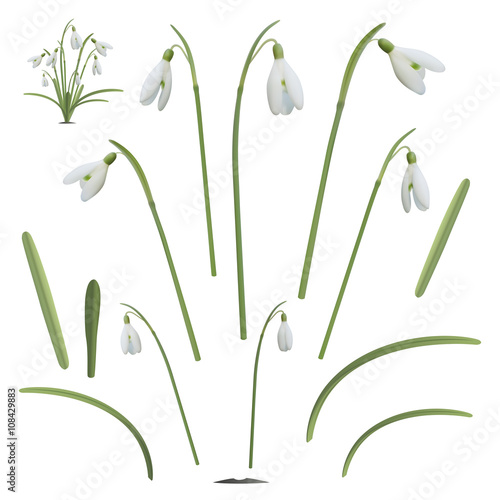 Set of snowdrop flowers elements.