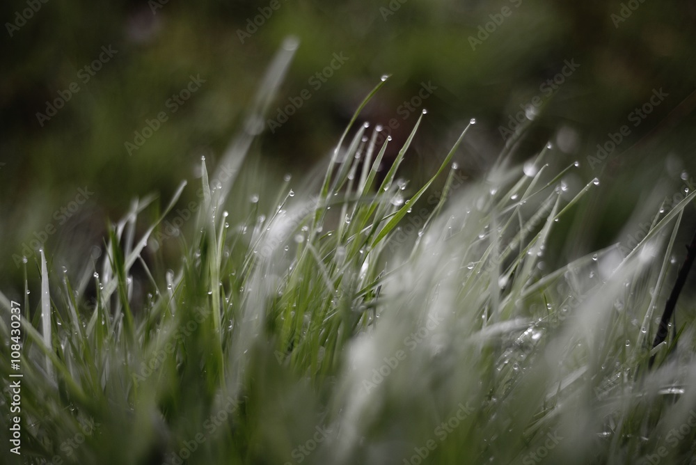 
dew on the grass