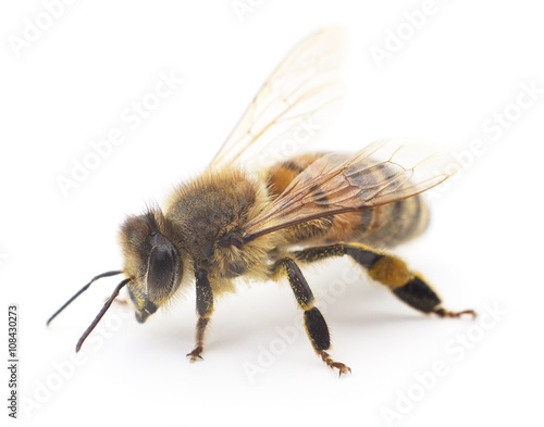 Honeybee on white. © Anatolii
